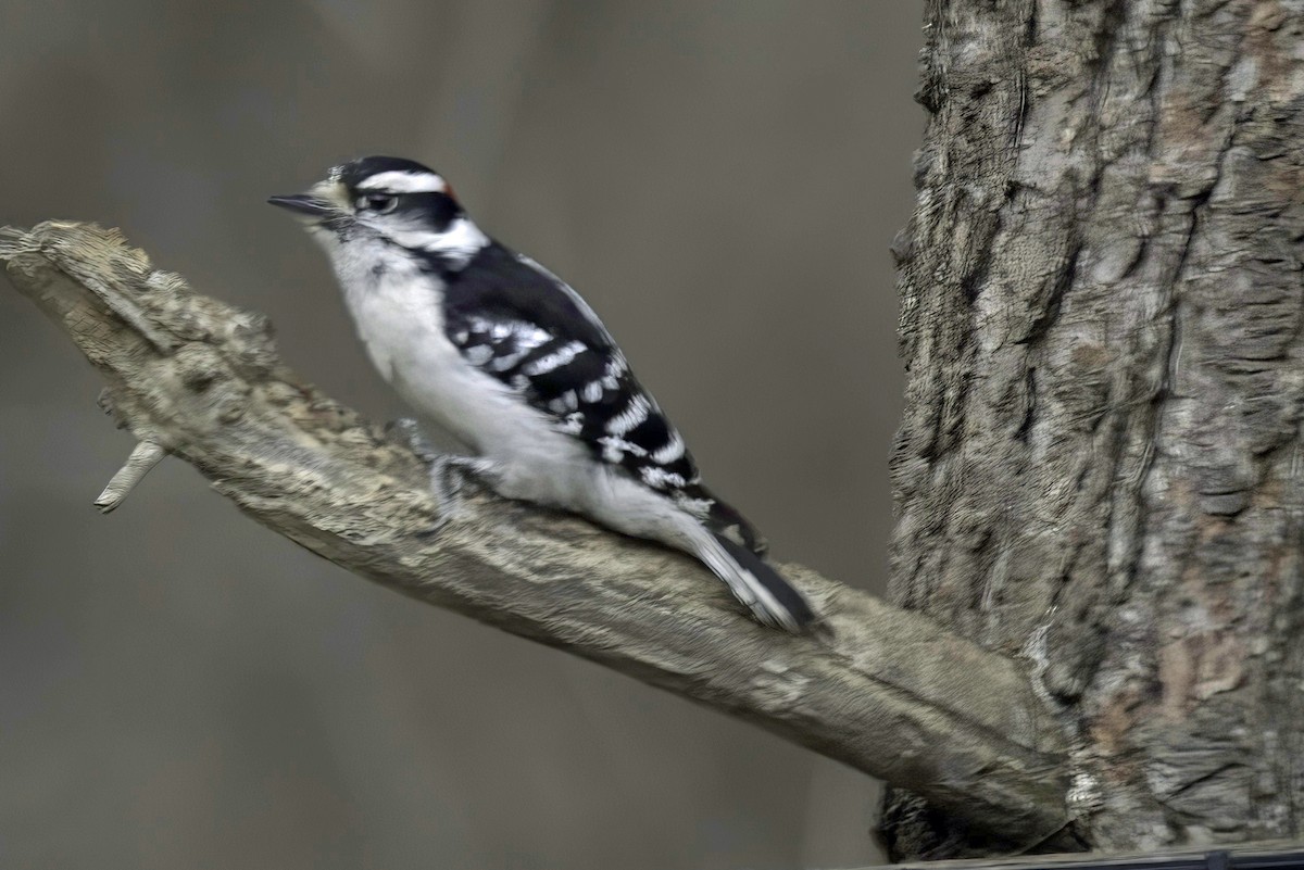 Downy Woodpecker - Jim Tonkinson