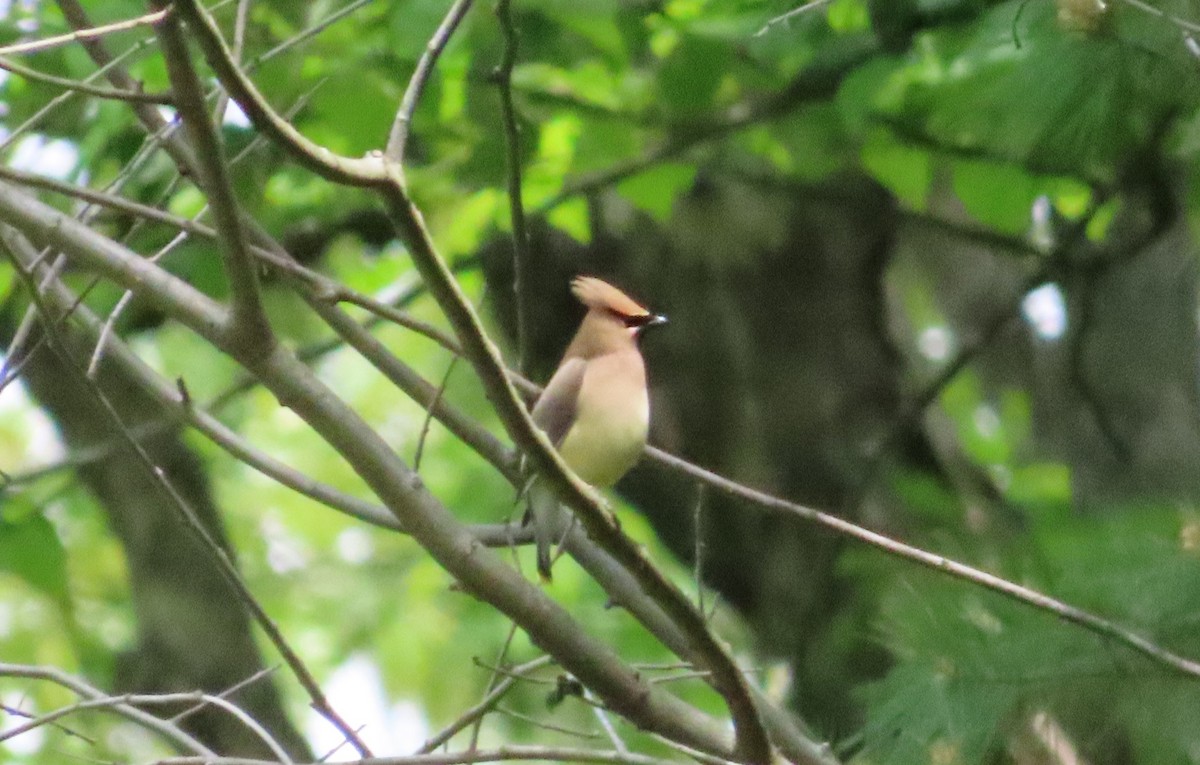 Cedar Waxwing - ML618984309