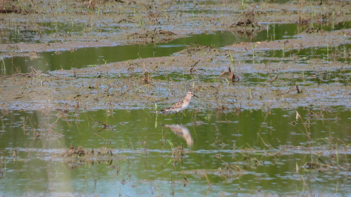 Baird's Sandpiper - ML618984323