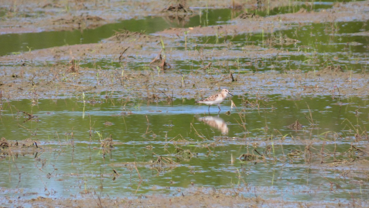 Baird's Sandpiper - ML618984325