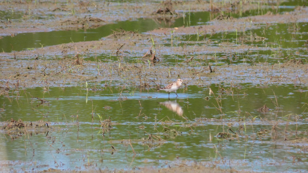 Baird's Sandpiper - Jan Michalak