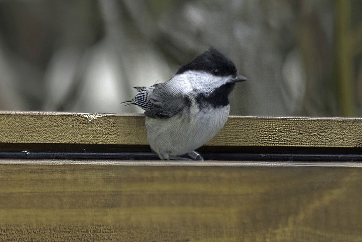 Black-capped Chickadee - Jim Tonkinson