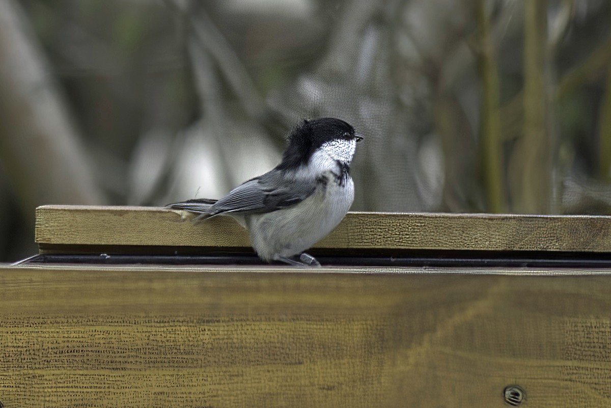 Black-capped Chickadee - Jim Tonkinson