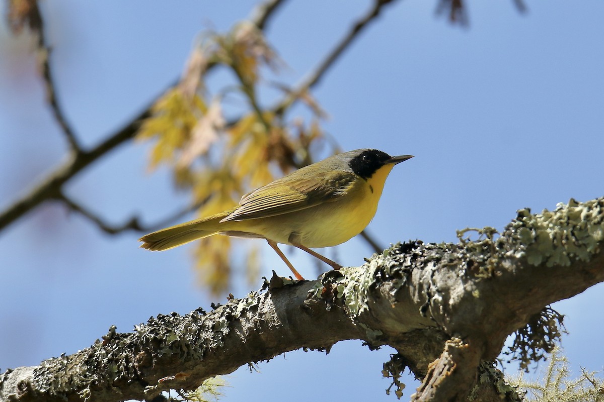 Common Yellowthroat - ML618984370