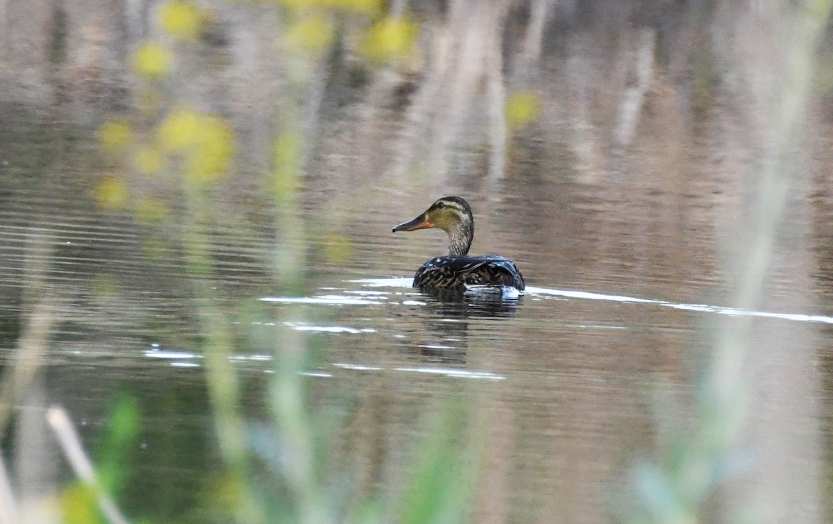 Northern Shoveler - Colin Maguire