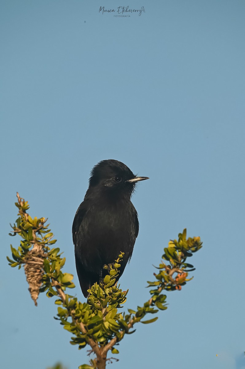 White-winged Black-Tyrant - Mónica ETCHEVERRY