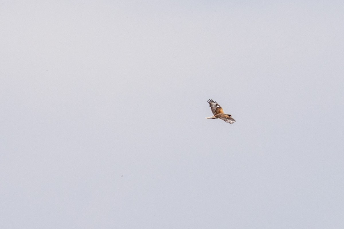 Ferruginous Hawk - Garrett Little