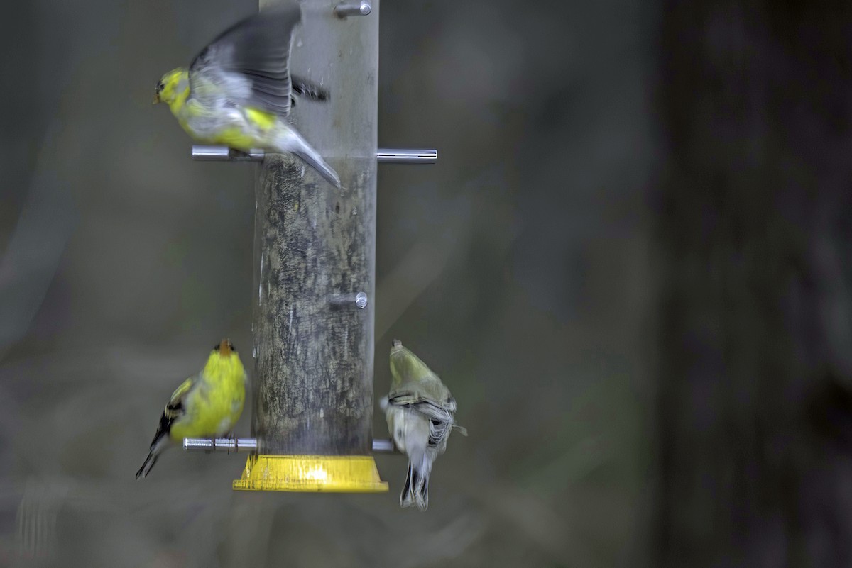 American Goldfinch - Jim Tonkinson