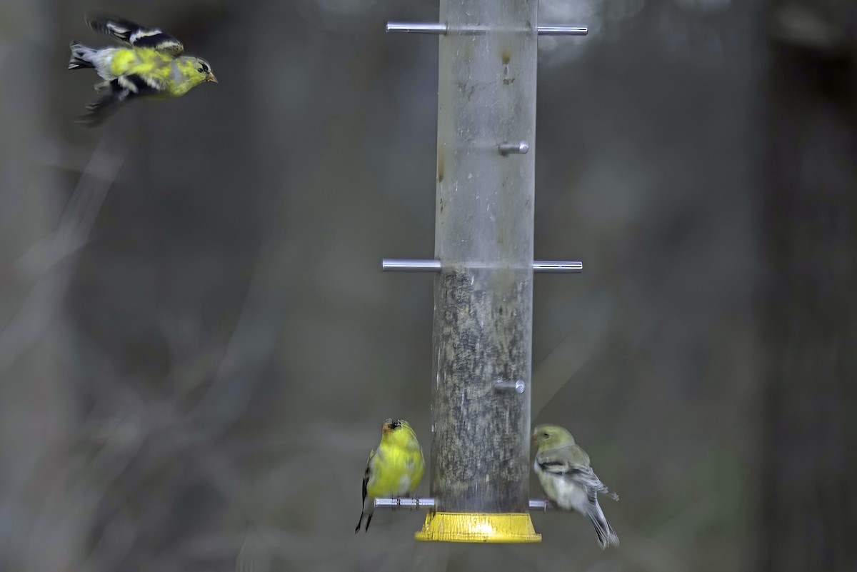 American Goldfinch - Jim Tonkinson