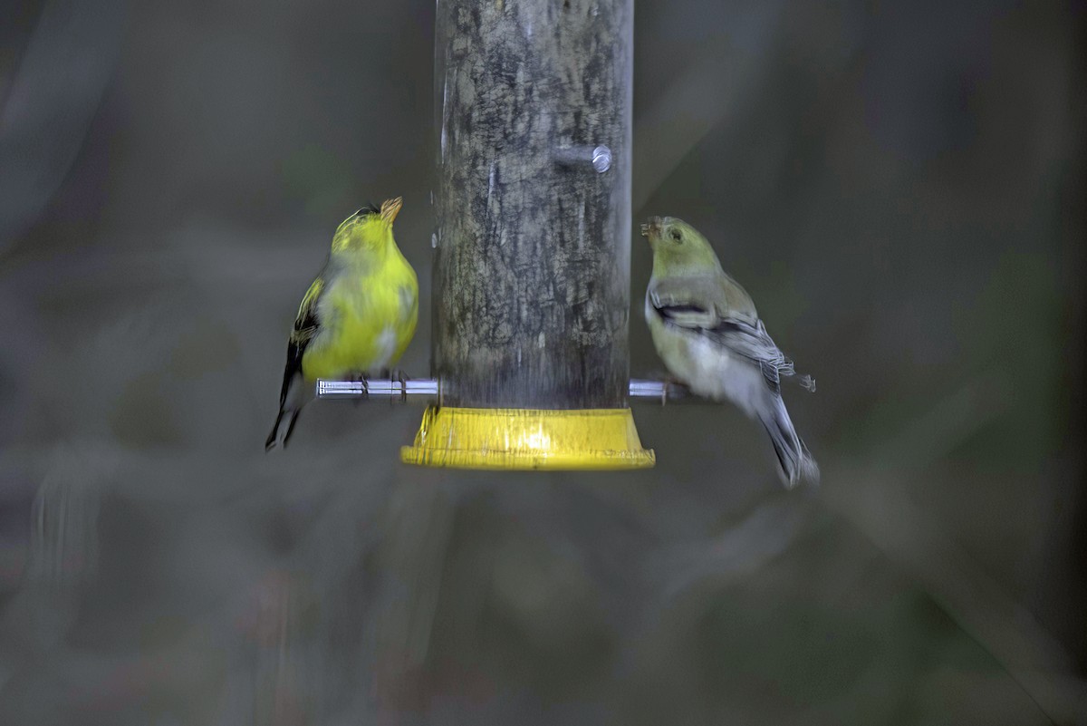 American Goldfinch - Jim Tonkinson