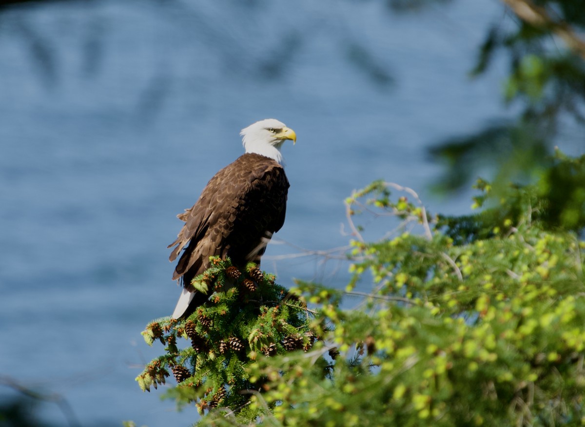 Bald Eagle - ML618984411