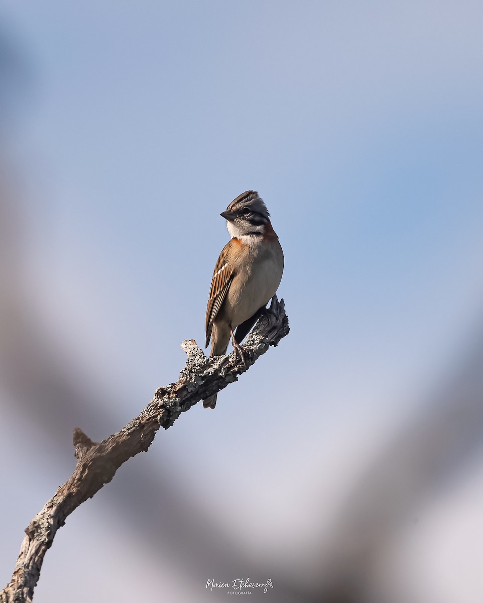 Rufous-collared Sparrow - ML618984412