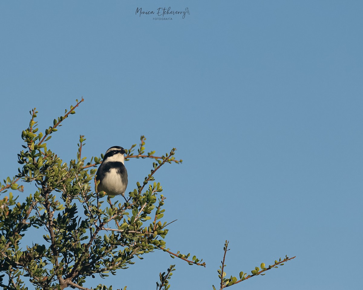 Ringed Warbling Finch - ML618984417