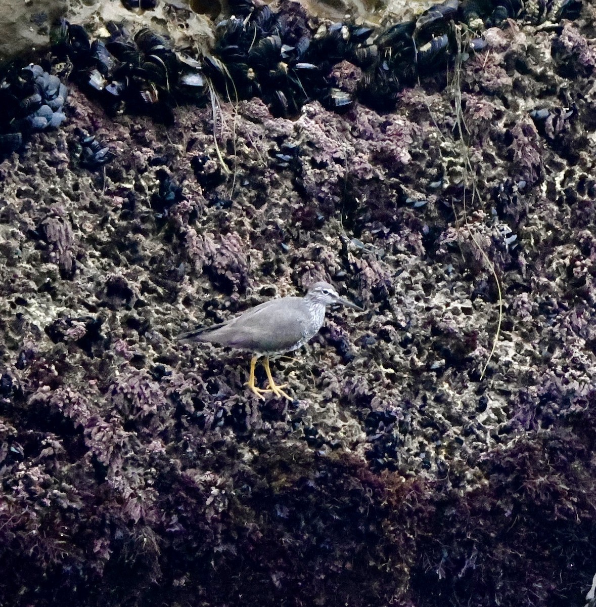 Wandering Tattler - Carolyn Thiele