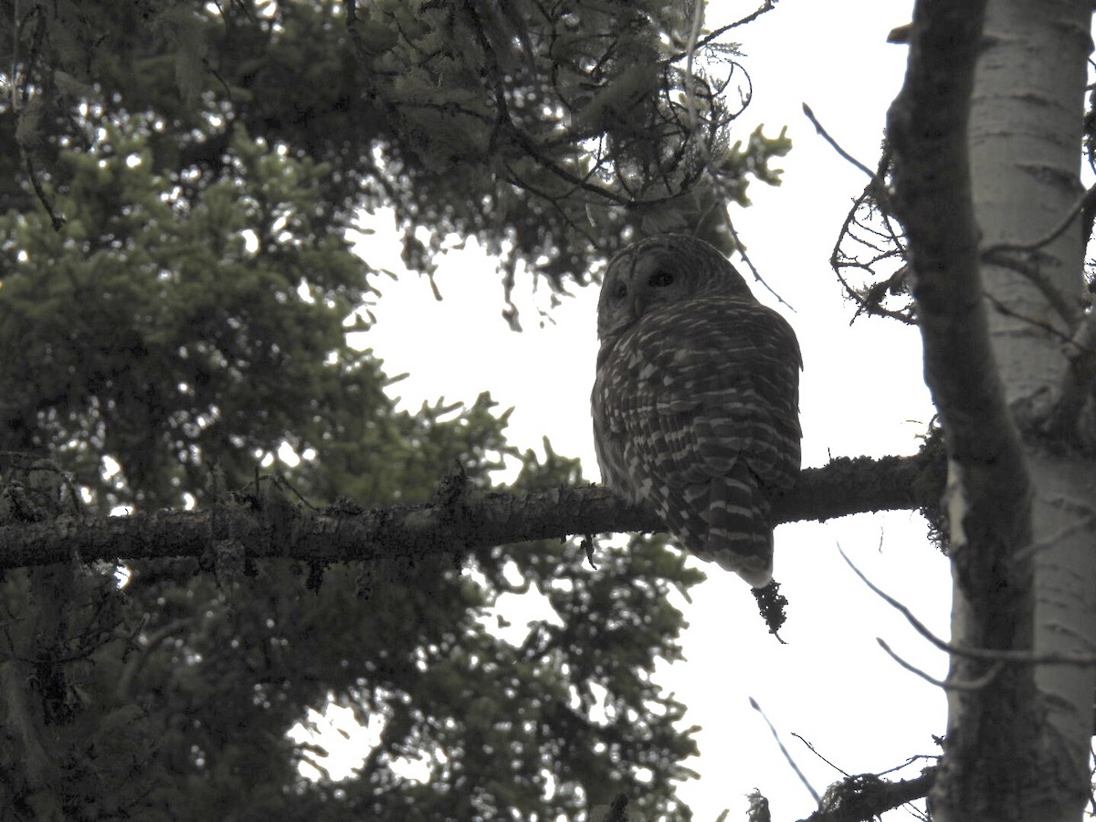 Barred Owl - ML618984444