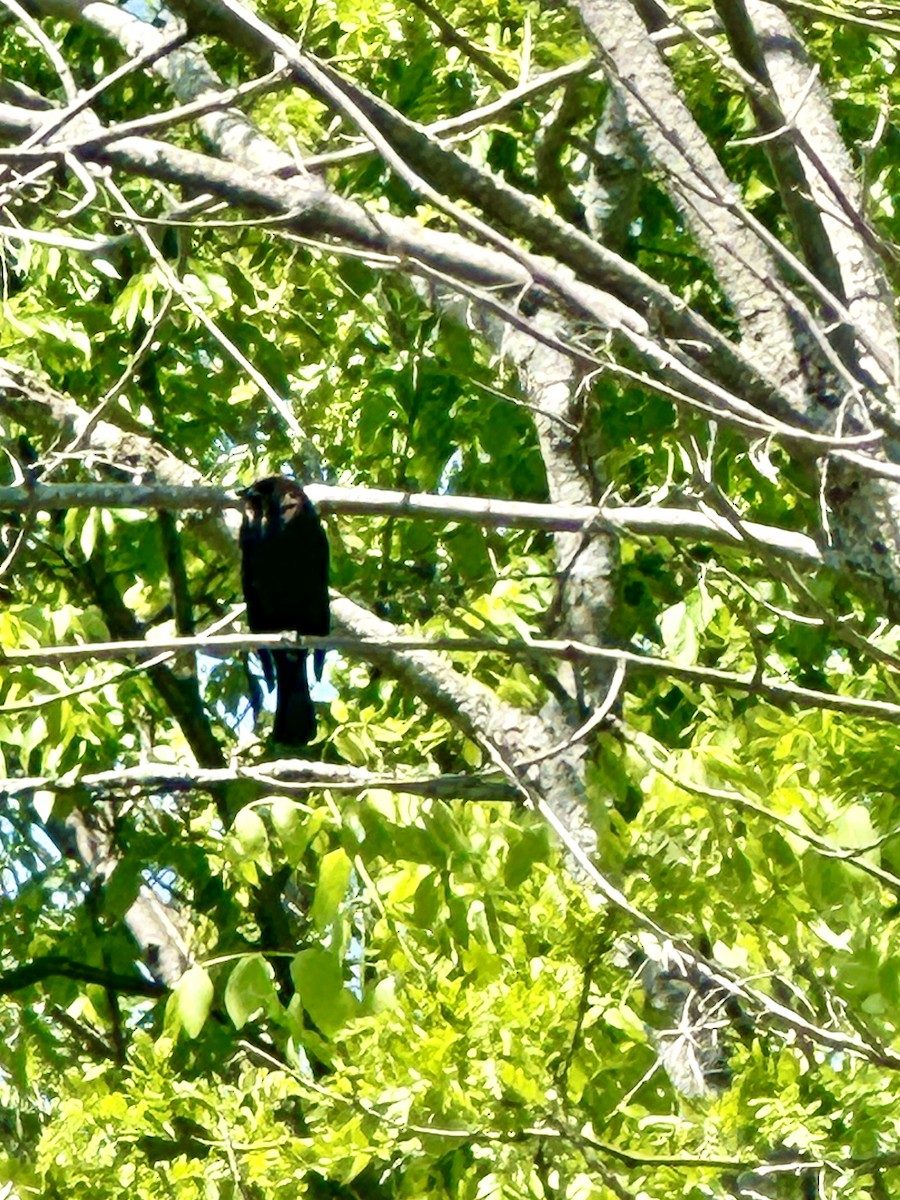 Brown-headed Cowbird - ML618984451