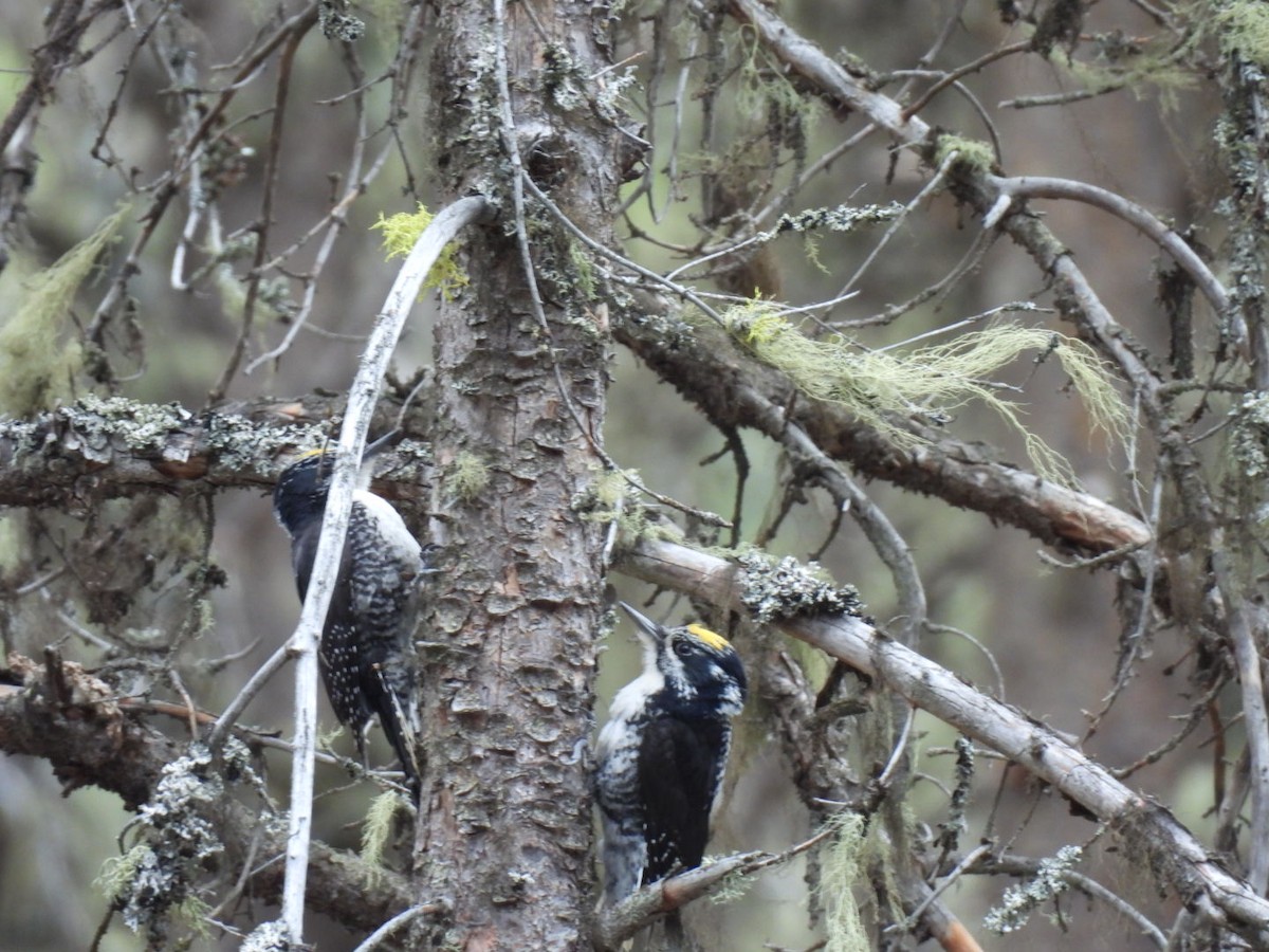 American Three-toed Woodpecker - ML618984466