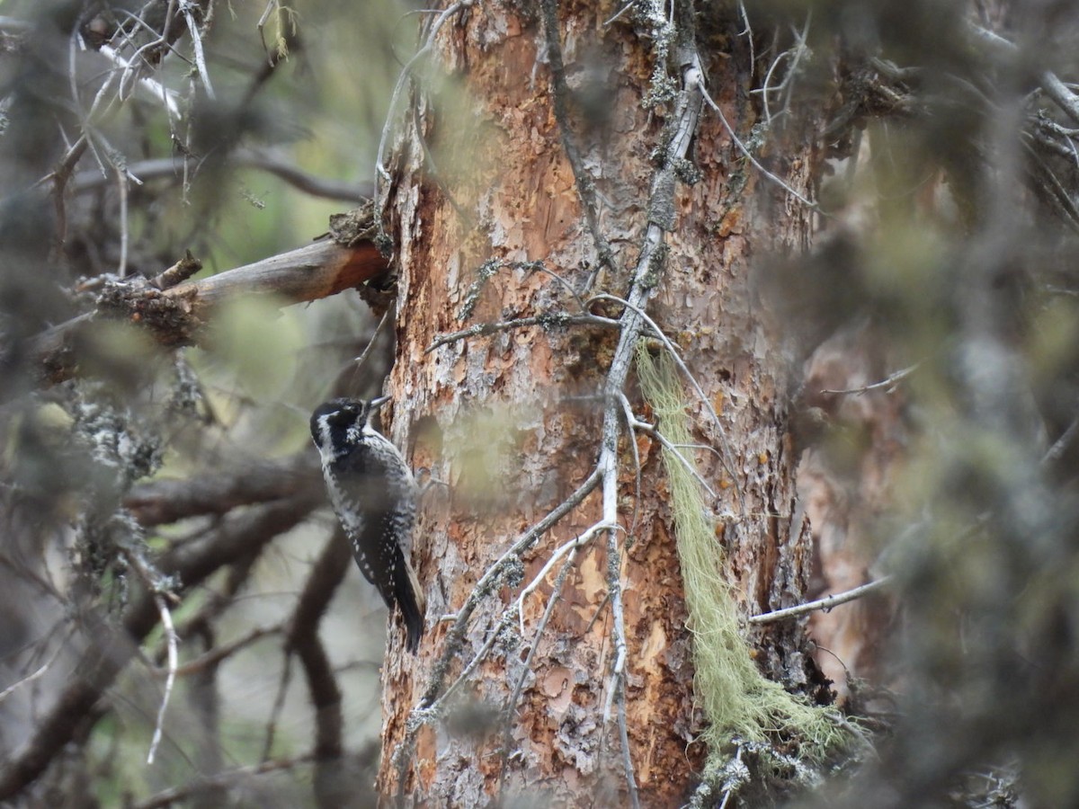 American Three-toed Woodpecker - ML618984467