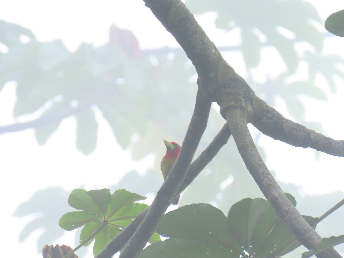 Red-headed Barbet - Sandra Lema