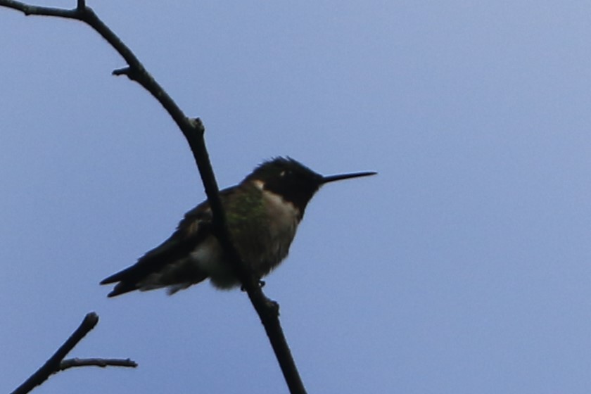 Ruby-throated Hummingbird - Jennifer Allison