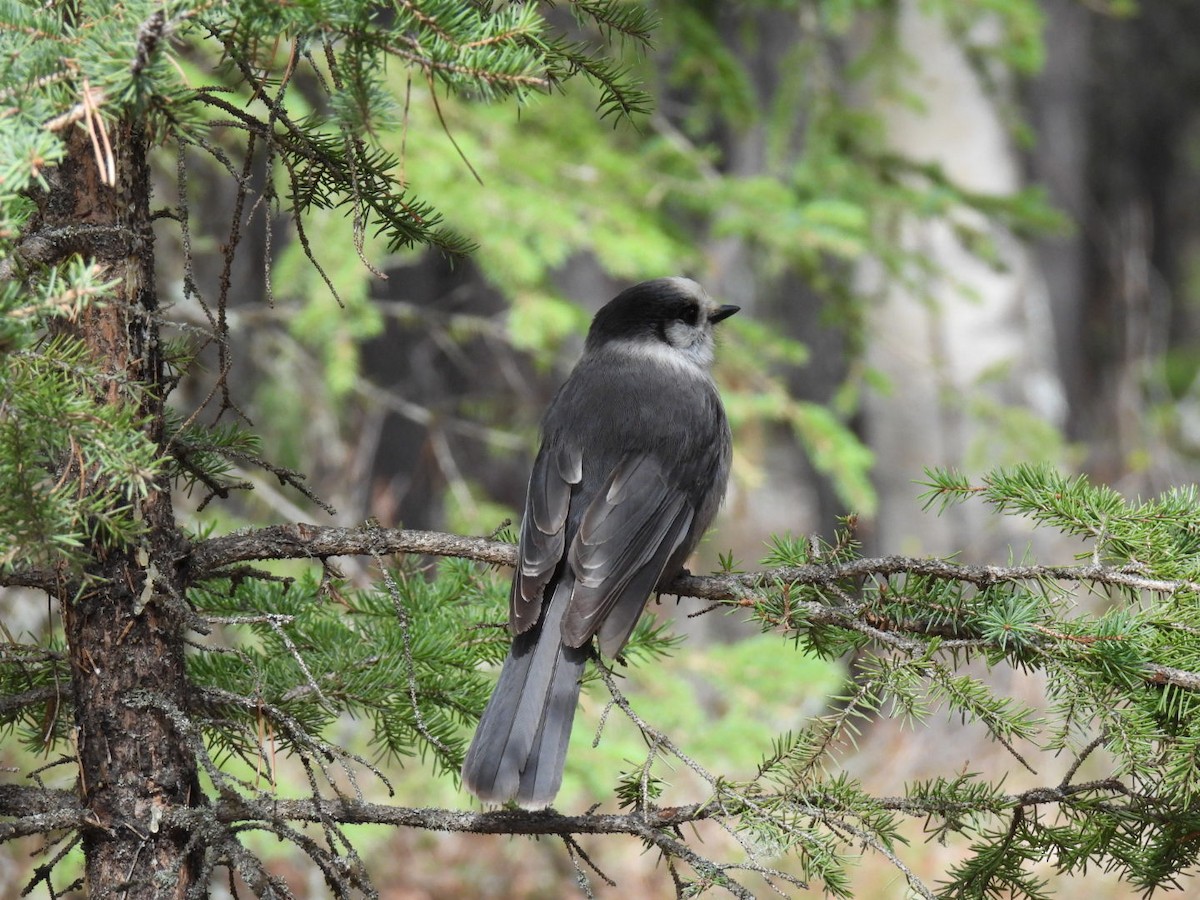 Canada Jay - Renee Beaton