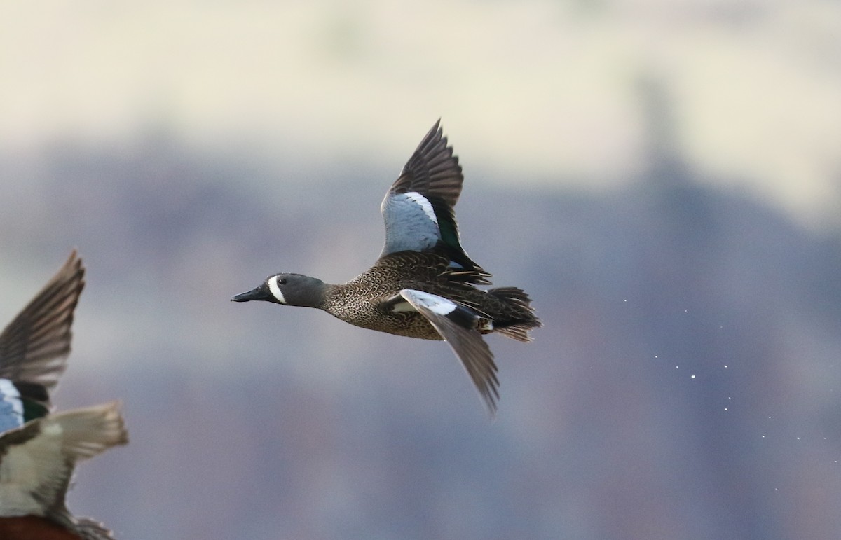 Blue-winged Teal - ML618984504