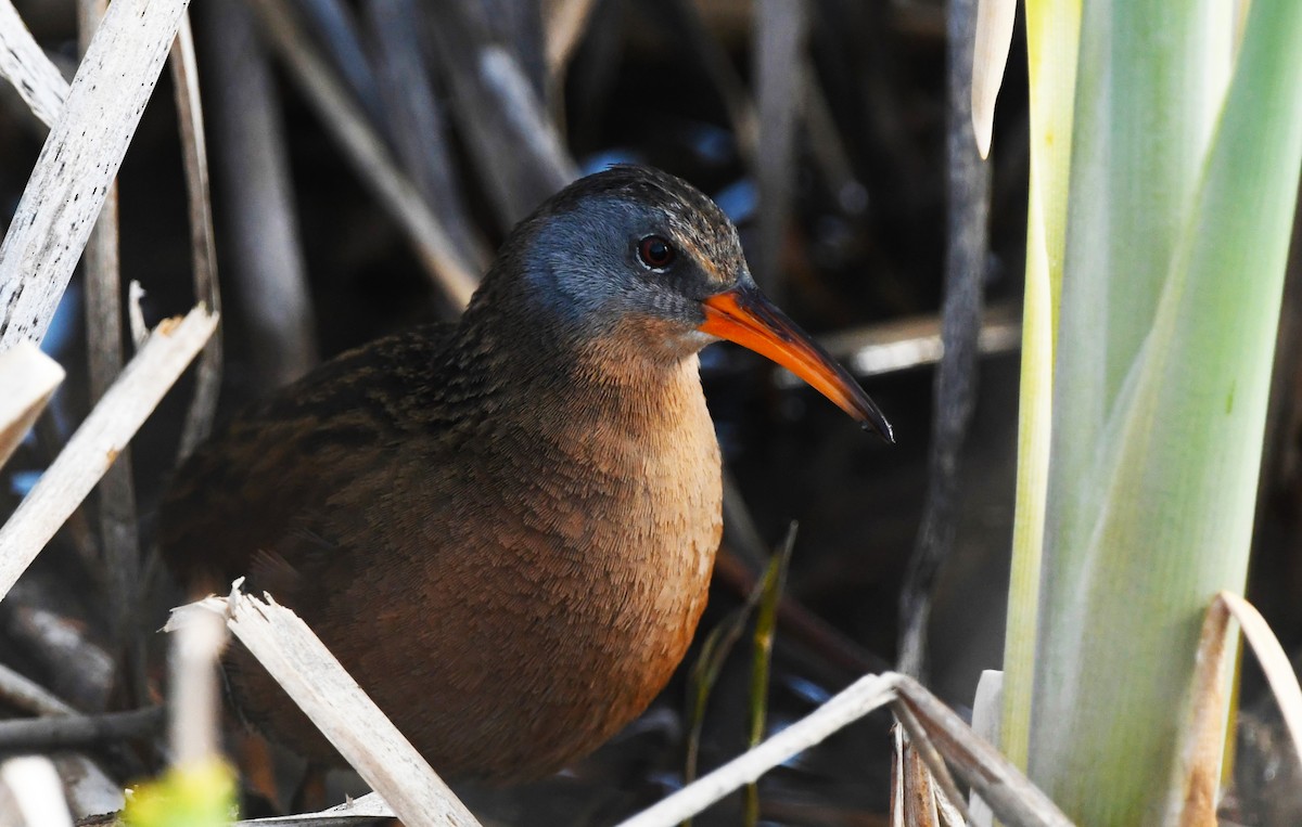 Virginia Rail - ML618984527