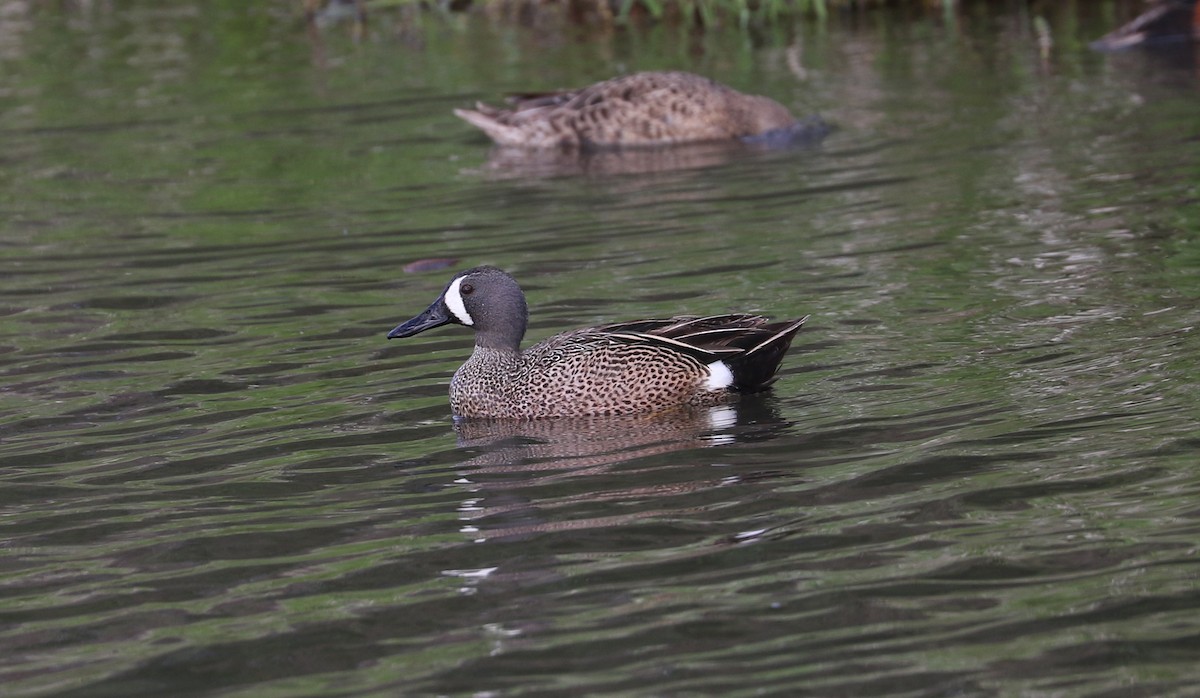 Blue-winged Teal - ML618984529