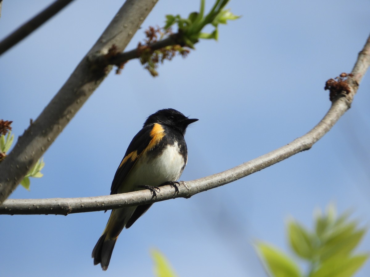 American Redstart - Rick Bird