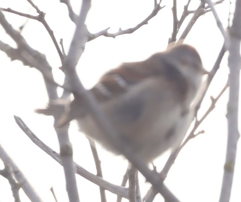 American Tree Sparrow - Marcel Gagnon