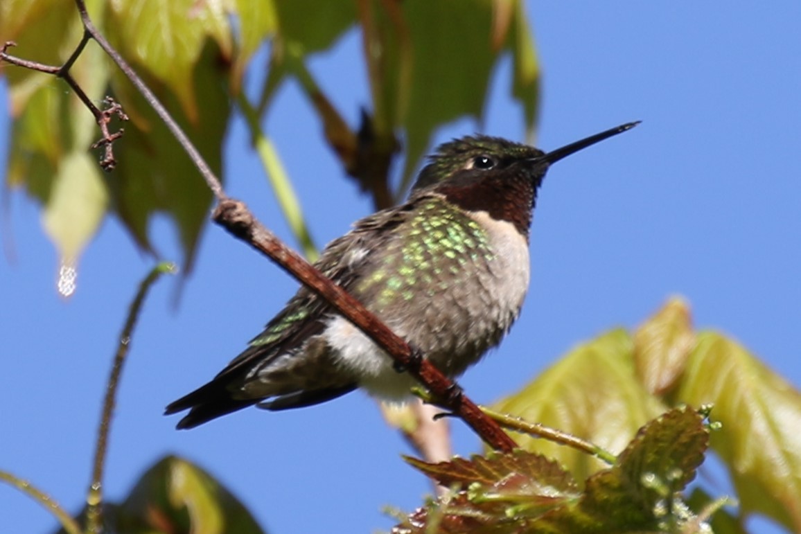 Ruby-throated Hummingbird - Barry Fasciano
