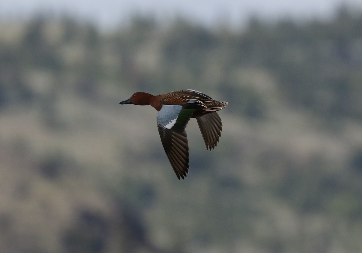 Cinnamon Teal - ML618984542