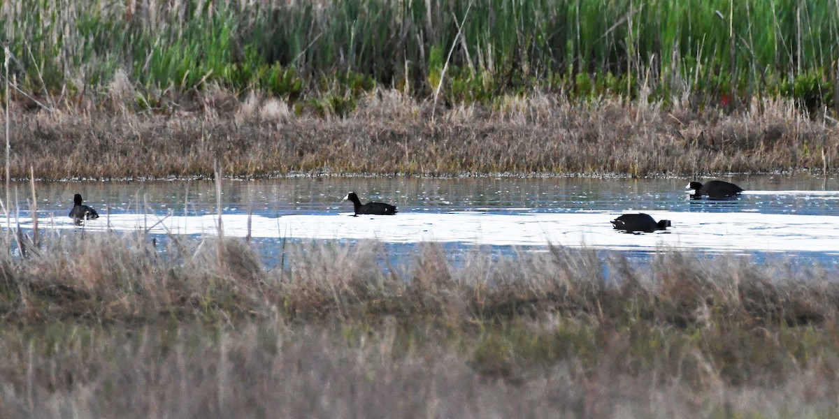 American Coot - Colin Maguire