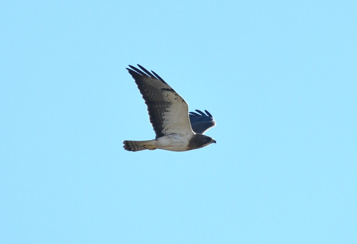 Swainson's Hawk - ML618984549