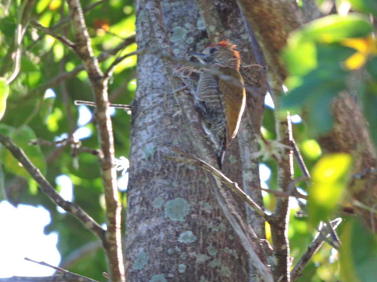 Little Woodpecker - Lucas Casanova