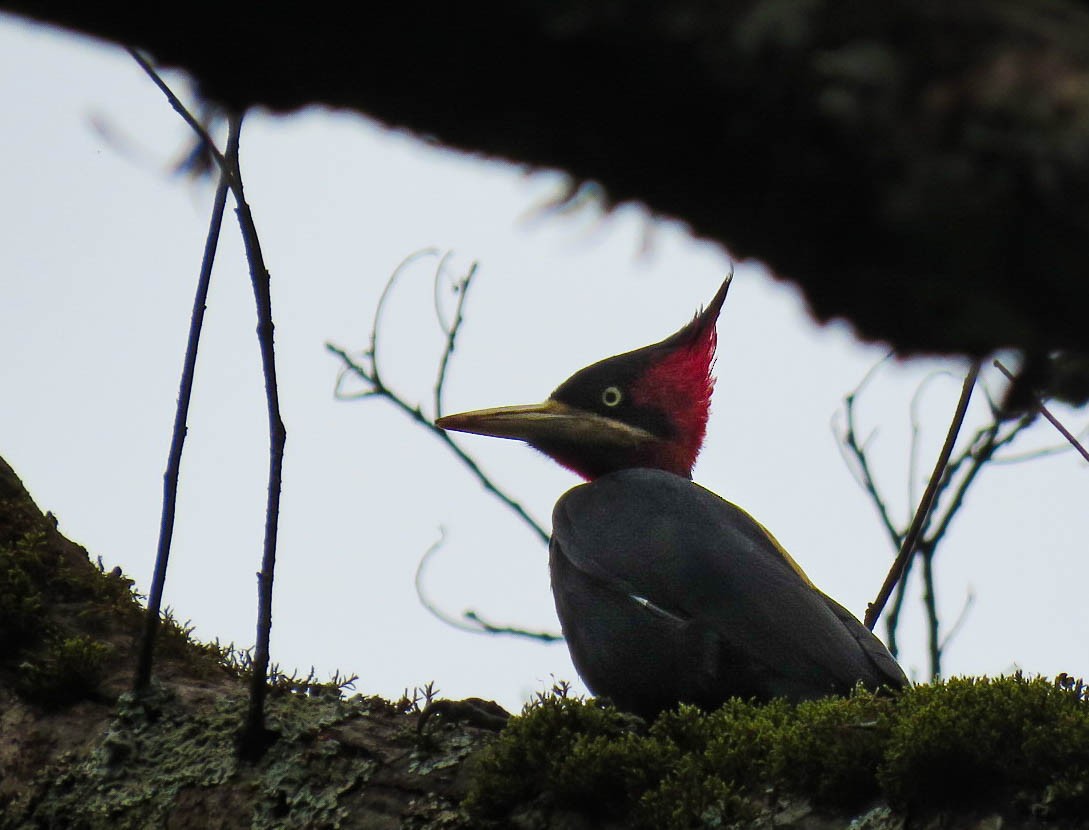 Cream-backed Woodpecker - ML618984567