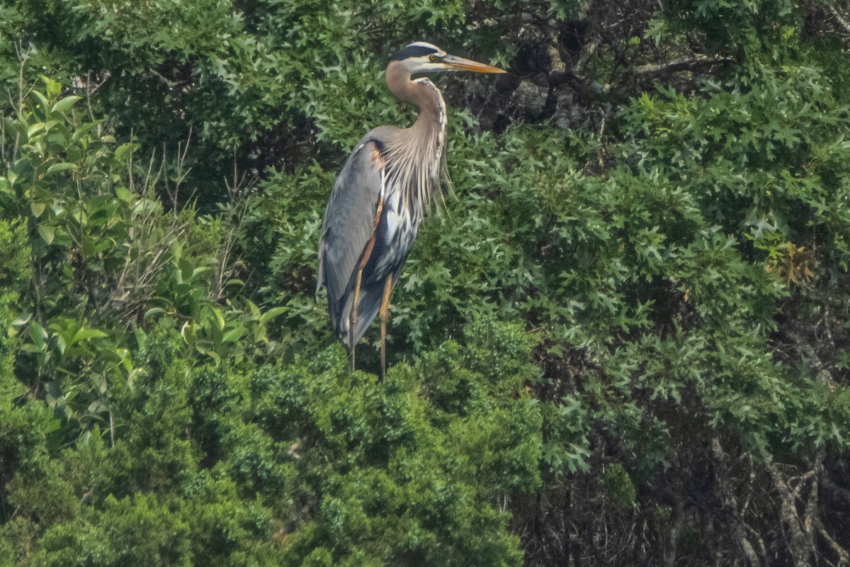 Great Blue Heron - ML618984580