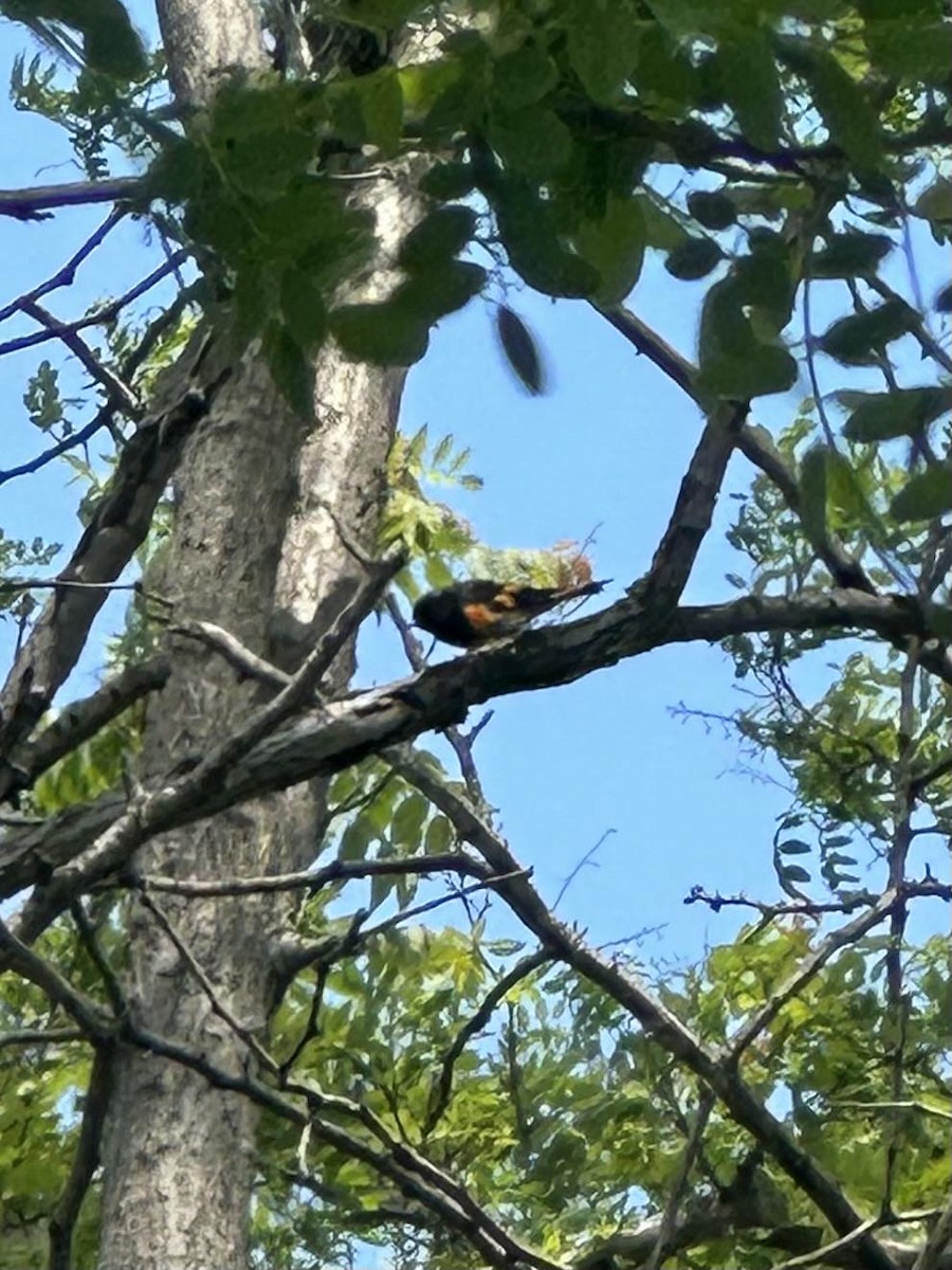 American Redstart - ML618984581