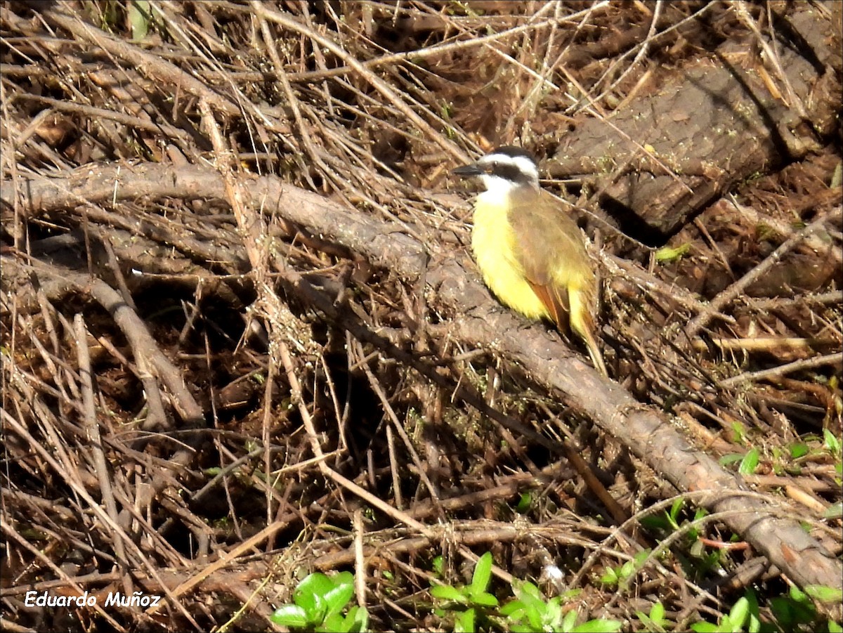 Great Kiskadee - Hermann Eduardo Muñoz