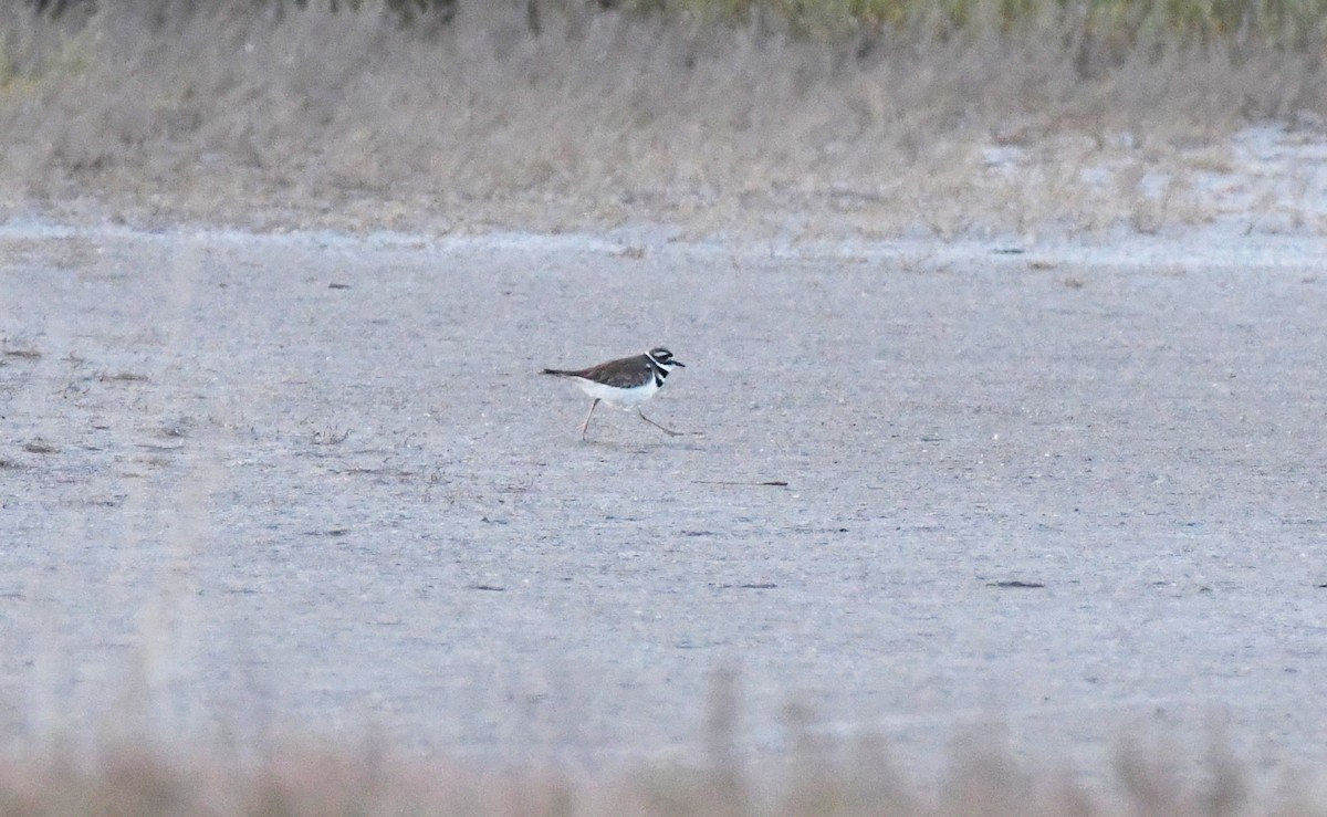 Killdeer - ML618984587