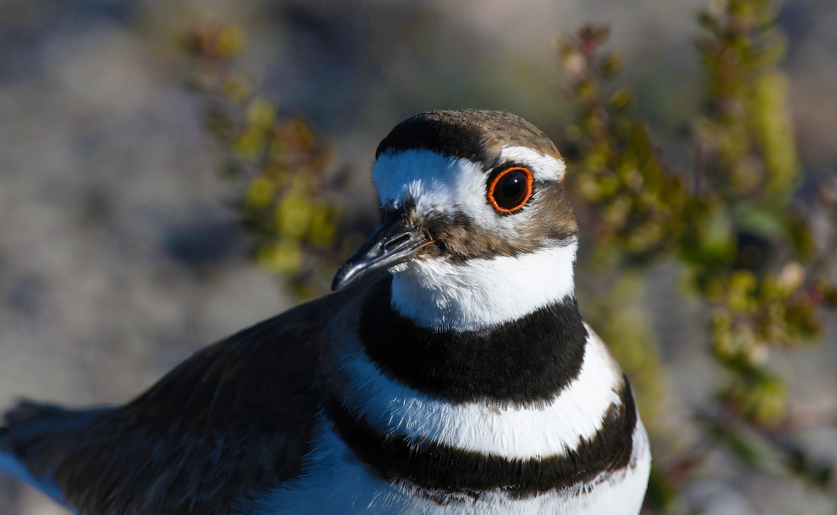 Killdeer - ML618984588