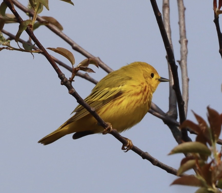 Yellow Warbler - Marcel Gagnon