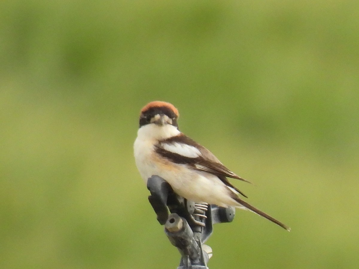 Woodchat Shrike - ML618984605