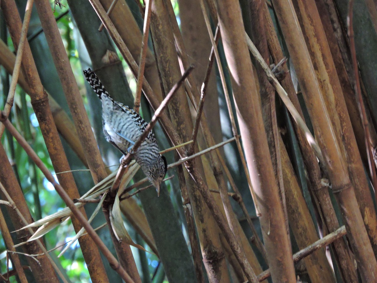 Barred Antshrike - ML618984610