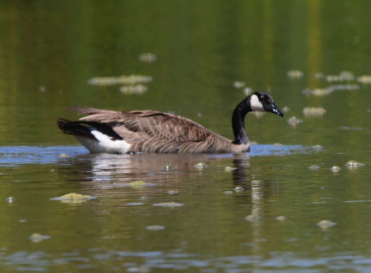 Canada Goose - Scott Jack