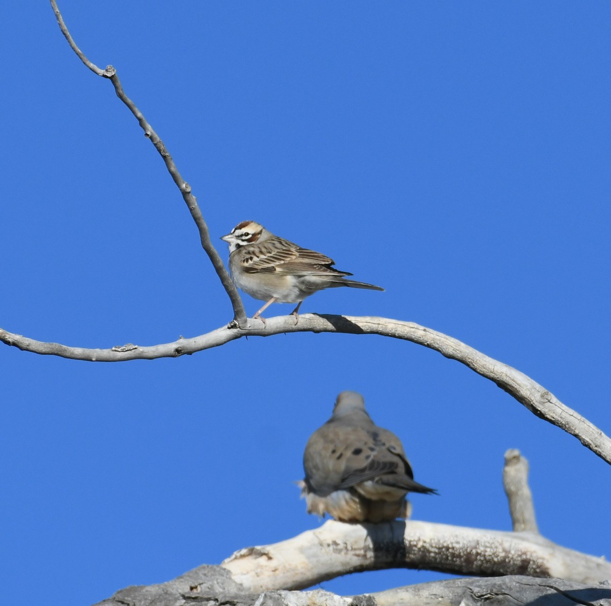 Lark Sparrow - michelle trotter