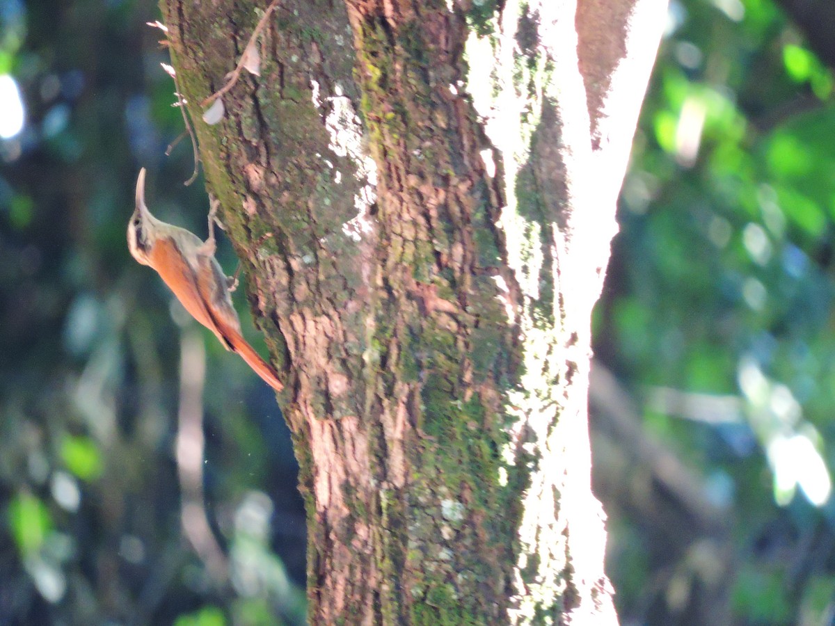 Narrow-billed Woodcreeper - Lucas Casanova