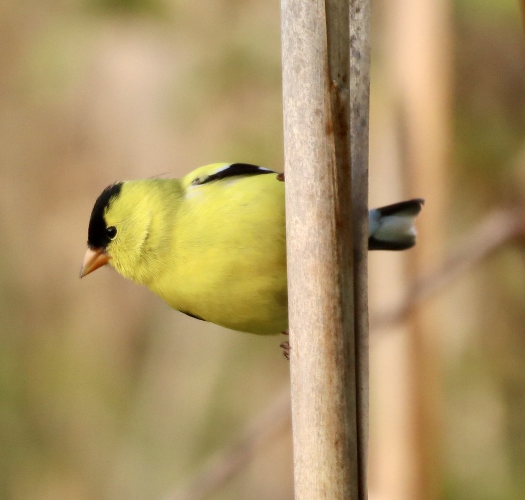 American Goldfinch - ML618984639