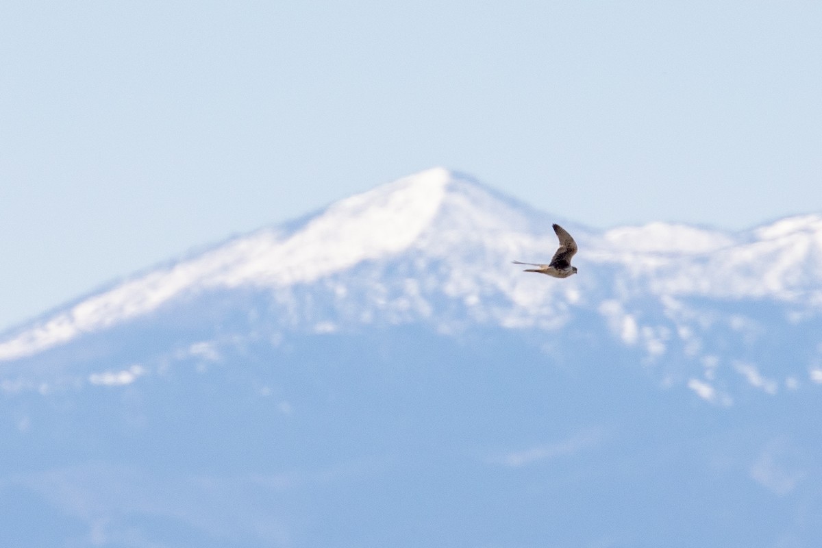 Prairie Falcon - Garrett Little