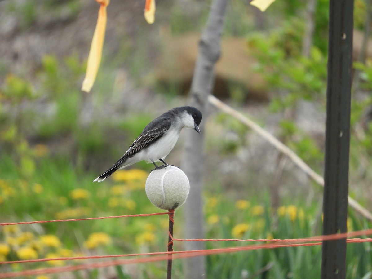 Eastern Kingbird - ML618984650